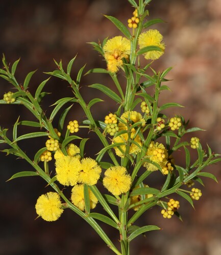 Acacia barbinervis