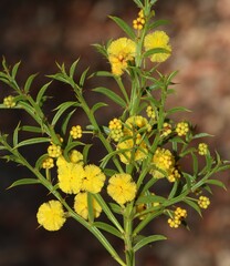 Acacia barbinervis