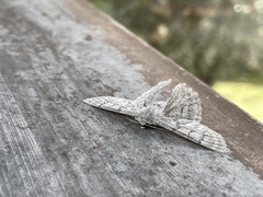 Crypsiphona tasmanica