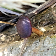 Gymnopilus purpuratus