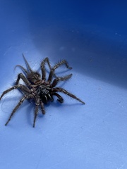 Thelechoris striatipes