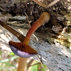 Gymnopilus purpuratus