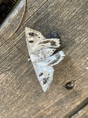 Crypsiphona tasmanica