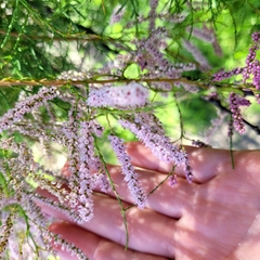 Tamarix chinensis