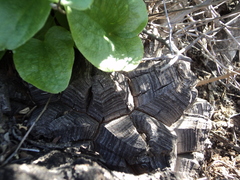 Dioscorea elephantipes