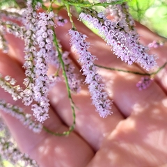 Tamarix chinensis
