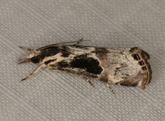 Euchromius nigrobasalis