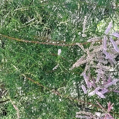 Tamarix chinensis