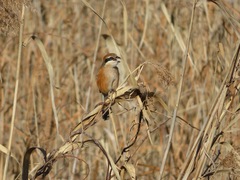 Lanius bucephalus