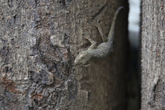 Hemidactylus leschenaultii