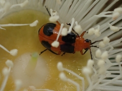 Aulacophora hilaris