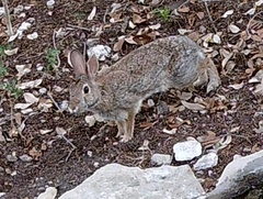Sylvilagus floridanus