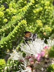 Lipotriches australica