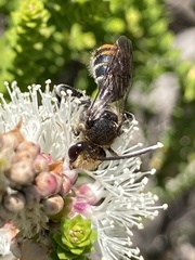 Lipotriches australica