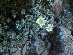 Leucogenes leontopodium
