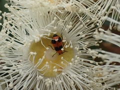 Aulacophora hilaris
