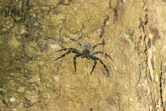 Heteropoda lunula