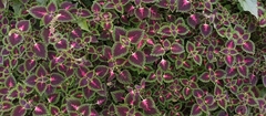 Coleus scutellarioides