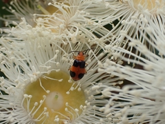 Aulacophora hilaris