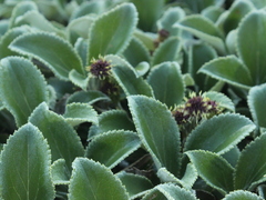 Macrolearia colensoi