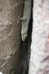 Hemidactylus leschenaultii