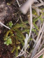 Austrolycopodium fastigiatum