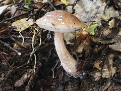 Austroboletus