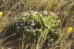 Pimelea gnidia