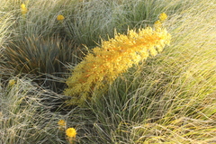 Aciphylla colensoi