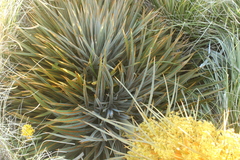 Aciphylla colensoi