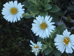 Celmisia hieraciifolia