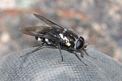 Triclista guttata