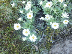 Celmisia hieraciifolia