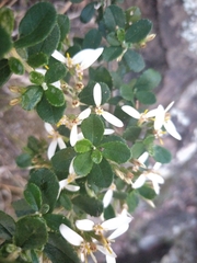 Olearia myrsinoides