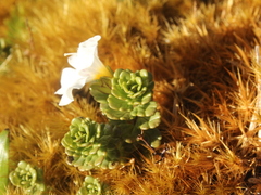 Euphrasia cuneata