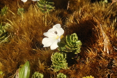 Euphrasia cuneata