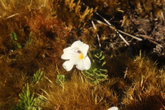 Euphrasia cuneata