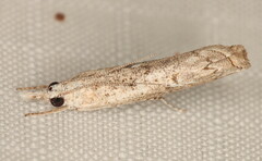 Culladia inconspicuellus