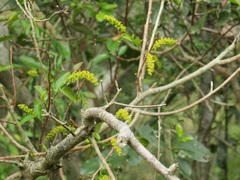 Sclerocroton integerrimus