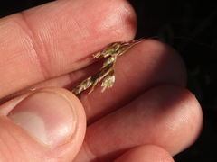 Anthoxanthum redolens