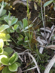 Anthoxanthum redolens