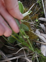 Anthoxanthum redolens