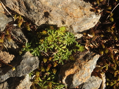 Abrotanella