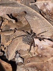 Varacosa