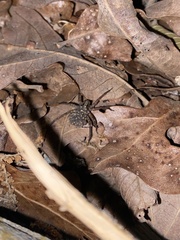 Varacosa