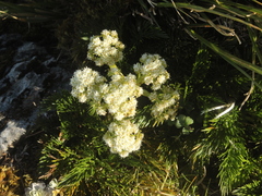 Aciphylla dissecta