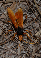 Cryptocheilus bicolor