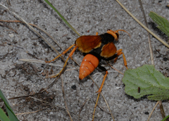 Cryptocheilus bicolor