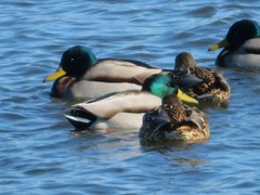 Anas platyrhynchos