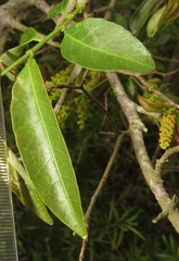 Sclerocroton integerrimus